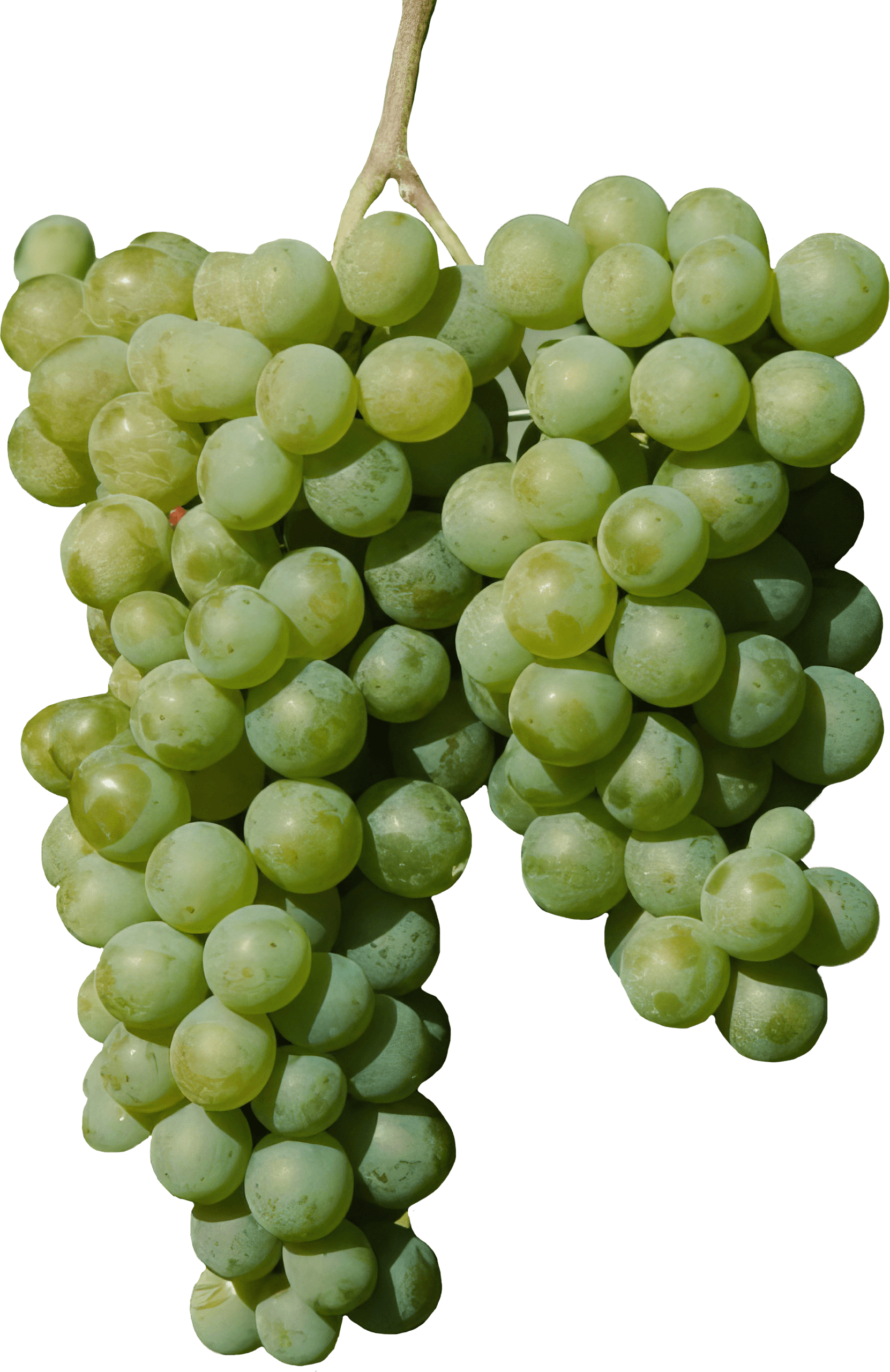 Mtsvane