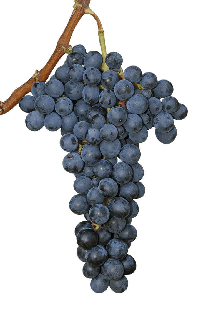 saperavi